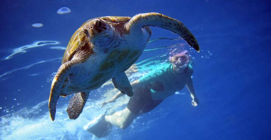 Tenerife: Kayak and Snorkel with Turtles, Wetsuits Included - What this $35 Tenerife kayak trip really offers