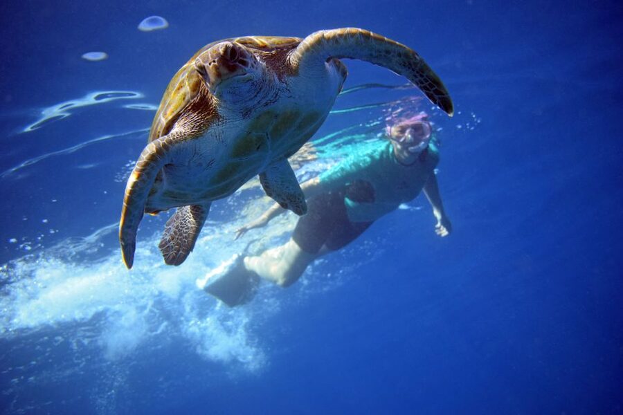 Tenerife: Kayak and Snorkel with Turtles, Wetsuits Included - Paddling out from Playa de Los Cristianos