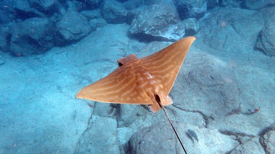 Tenerife: Kayak and Snorkel with Turtles, Wetsuits Included - Photos, wetsuits, and what you actually need to bring