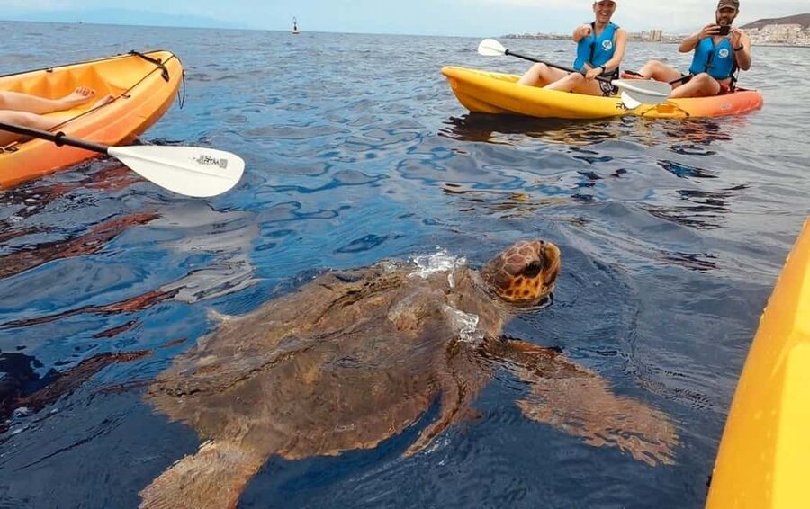 Tenerife: Kayak Safari and Sea Turtle Snorkeling with Photos - From Los Cristianos Beach to the Guaza Cliffs
