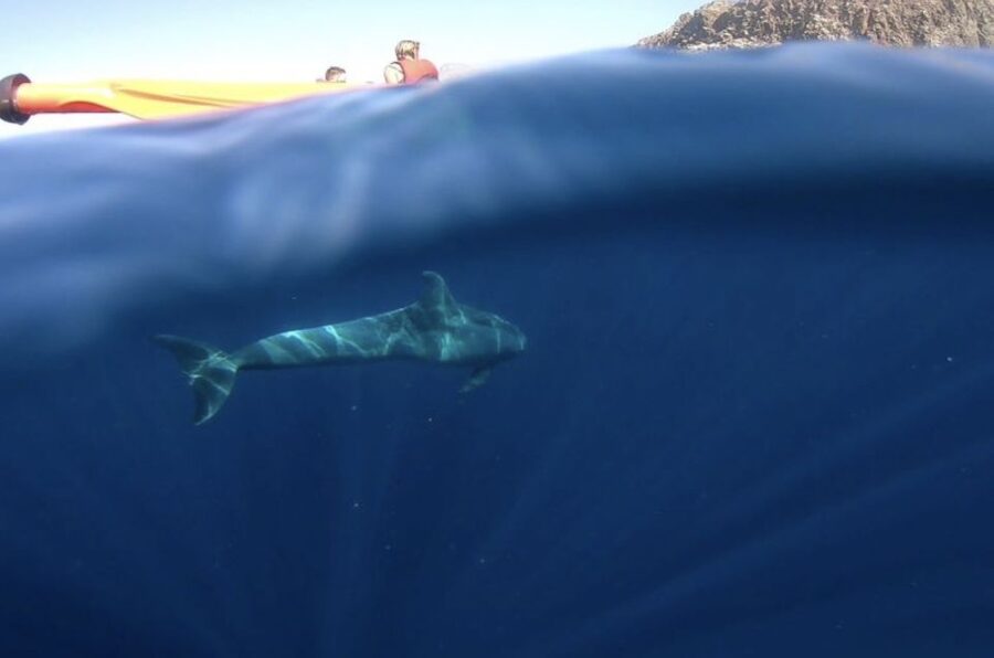 Tenerife: Kayak Safari and Sea Turtle Snorkeling with Photos - What the Three Hours Feel Like