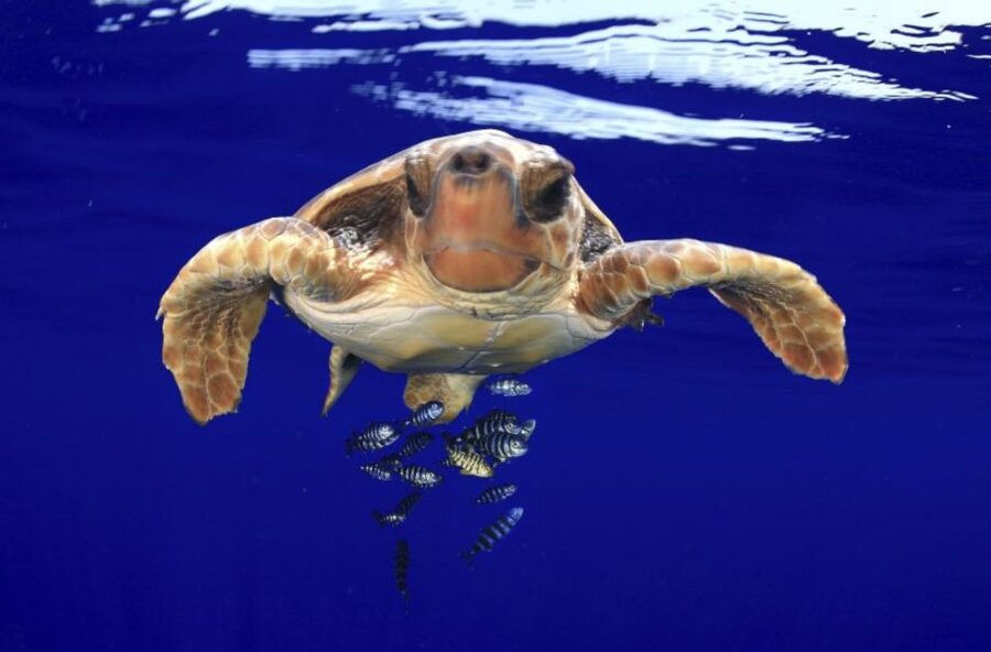 Tenerife: Kayak Safari and Sea Turtle Snorkeling with Photos - Is $29 Good Value?