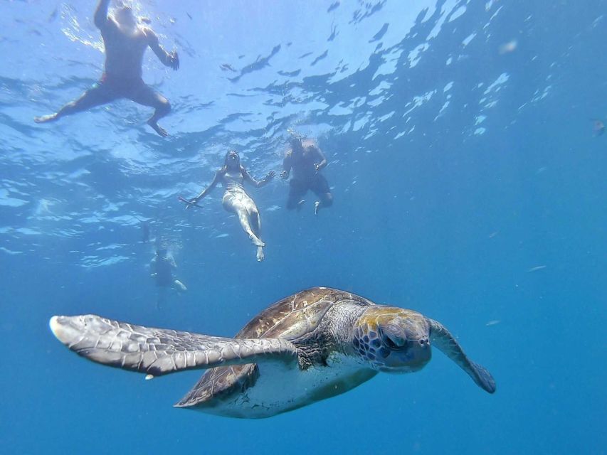 Tenerife: Kayak Safari and Sea Turtle Snorkeling with Photos - Who Should Book This Kayak Safari?