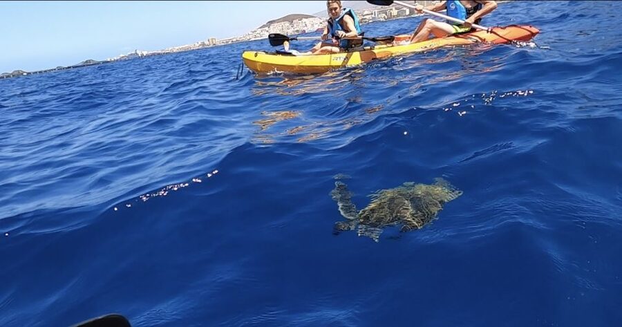 Tenerife: Kayak Safari and Sea Turtle Snorkeling with Photos - The Sea Cave and a Snorkeling Stop