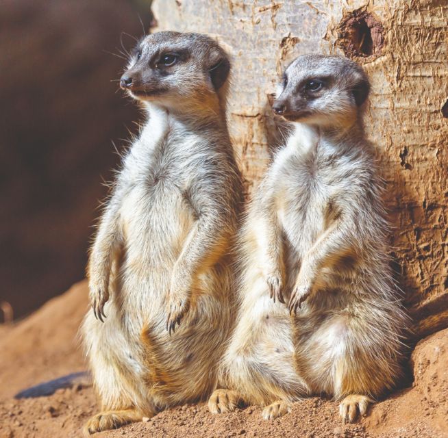 Tenerife: Loro Parque Entry Ticket - Plan the four presentations before you wander