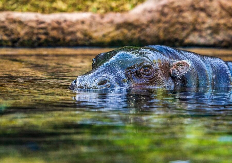 Tenerife: Loro Parque Entry Ticket - Dolphins and sea lions keep the mood lively