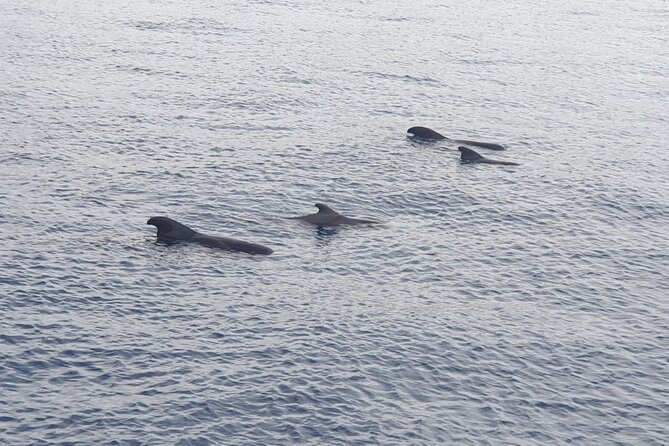 Tenerife Los Cristianos: Whale and Dolphin Eco-Yacht and Swim Stop - Searching for whales off Los Cristianos