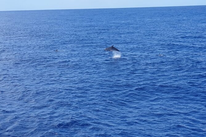 Tenerife Los Cristianos: Whale and Dolphin Eco-Yacht and Swim Stop - The swim stop depends on the sea