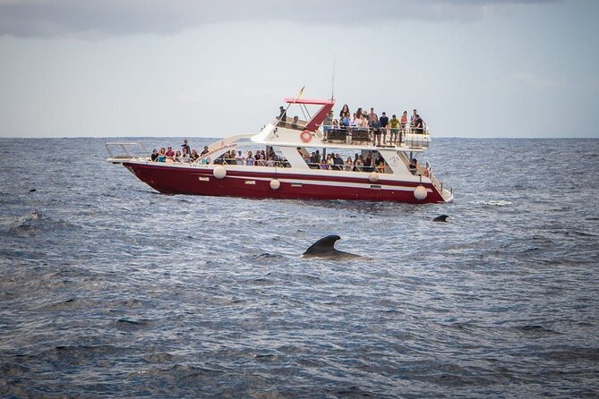 Tenerife Los Cristianos: Whale and Dolphin Eco-Yacht and Swim Stop - What the $18.10 price really gives you