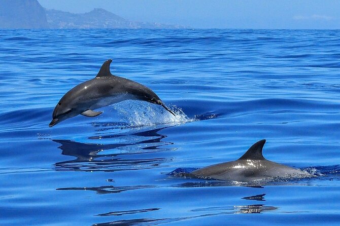 Tenerife Los Cristianos: Whale and Dolphin Eco-Yacht and Swim Stop - Palm Mar coast and the Cave of Love
