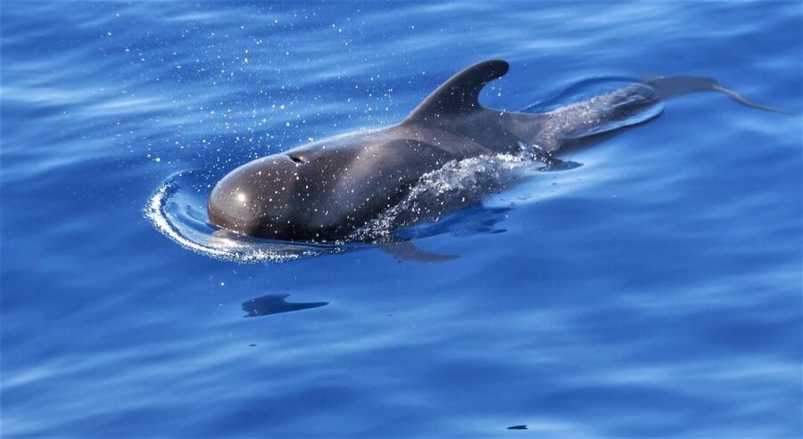Tenerife: Los Gigantes Whale Watching Cruise by Sail Boat - Why this Los Gigantes cruise feels different