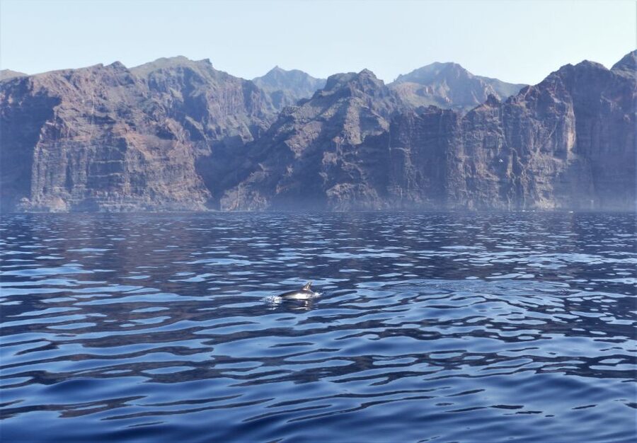 Tenerife: Los Gigantes Whale Watching Cruise by Sail Boat - The crew and their approach to wildlife