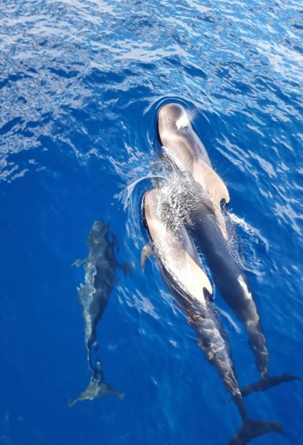 Tenerife: Marine-Life Tour with Transfer, Buffet and Drinks - Should You Book the Monte Cristo Catamaran?