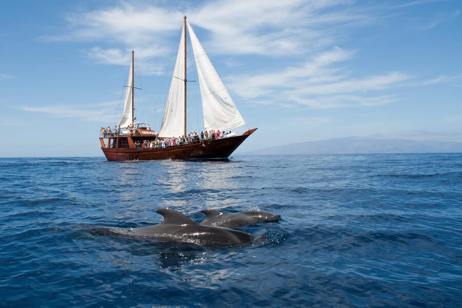 Tenerife:Respectful Whale Watching, Pirate Ship, & Swim - Key points to know before you sail