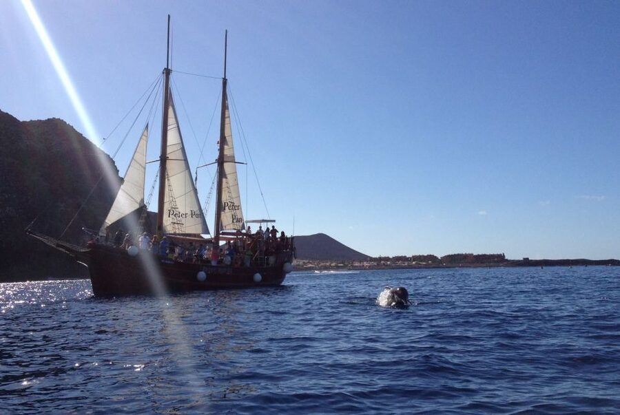 Tenerife:Respectful Whale Watching, Pirate Ship, & Swim - Who will enjoy this cruise most