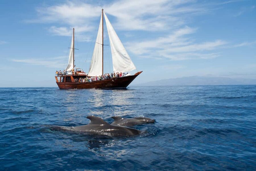 Tenerife:Respectful Whale Watching, Pirate Ship, & Swim - Wildlife viewing from a broad sailing deck