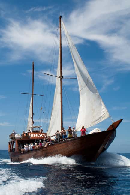 Tenerife:Respectful Whale Watching, Pirate Ship, & Swim - Drinks, music, and the relaxed onboard atmosphere