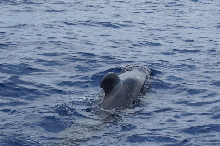 Tenerife:Respectful Whale Watching, Pirate Ship, & Swim - What the $17 price really gives you
