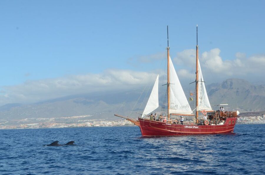 Tenerife:Respectful Whale Watching, Pirate Ship, & Swim - Why pilot whales gather off Tenerife