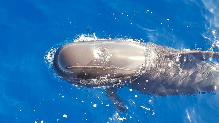 Tenerife: Sailboat Tour with Food and Snorkeling - Sailing south from Costa Adeje