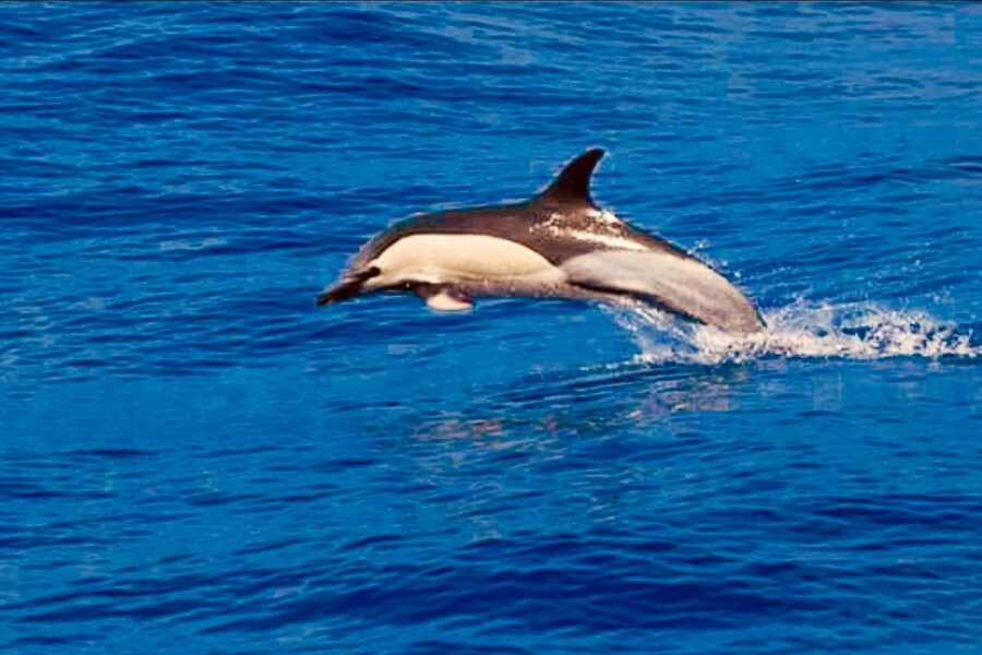 Tenerife: Sailboat Tour with Food and Snorkeling - A swim and snorkeling stop in a sheltered bay
