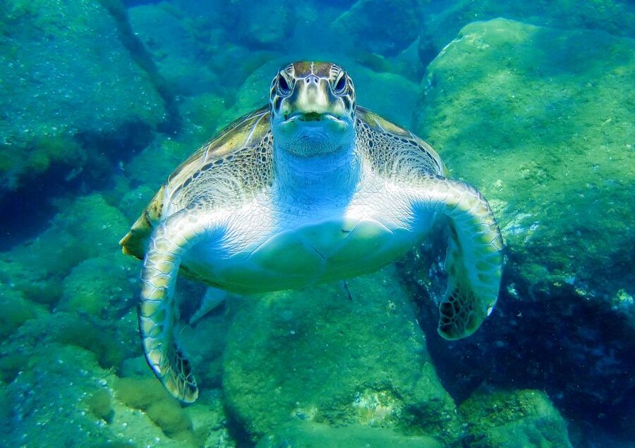 Tenerife: Sailboat Tour with Food and Snorkeling - What the $68 price includes