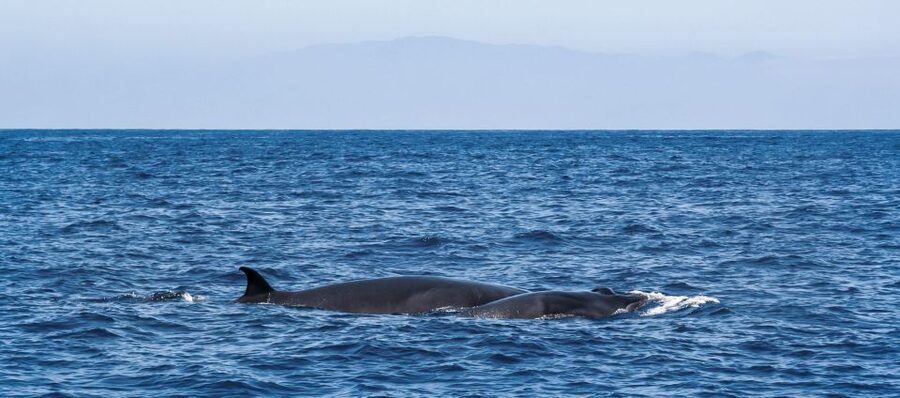Tenerife: Sailboat Tour with Food and Snorkeling - Who should book this boat trip?