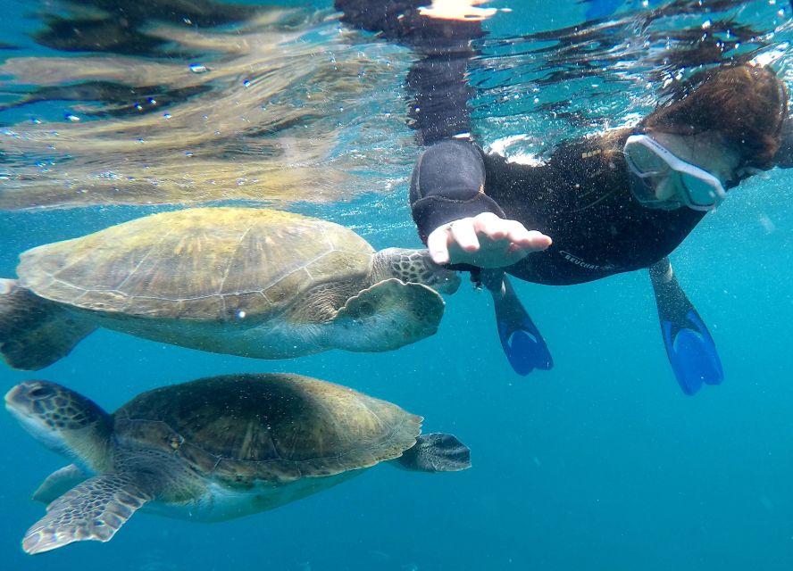 Tenerife: Snorkeling Trip in a Turtle Habitat - A turtle habitat reached by speedboat
