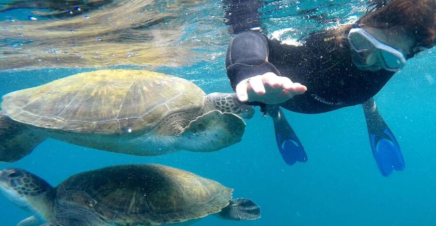 Tenerife: Snorkeling Trip in a Turtle Habitat - What happens before you leave Puerto Colón