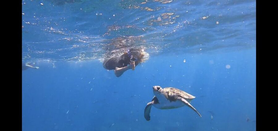 Tenerife: Snorkeling Trip in a Turtle Habitat - Fifty minutes in the turtle area