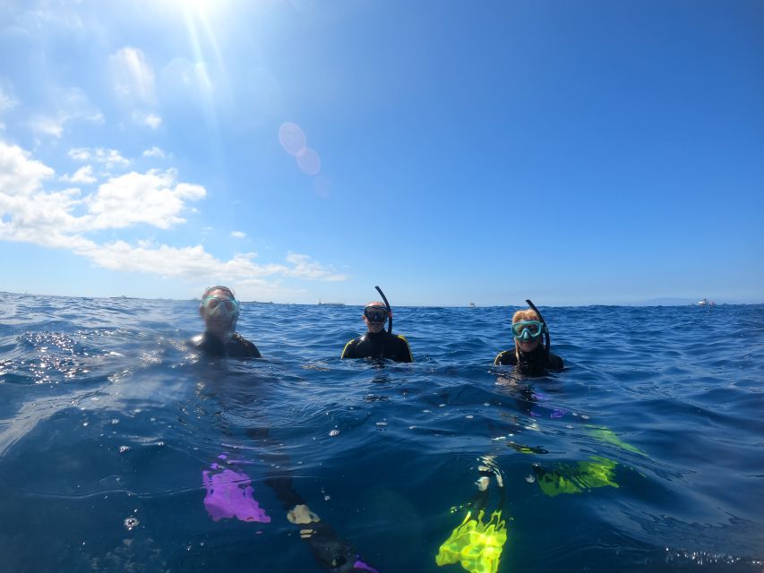 Tenerife: Snorkeling Trip in a Turtle Habitat - The return ride and what you may see