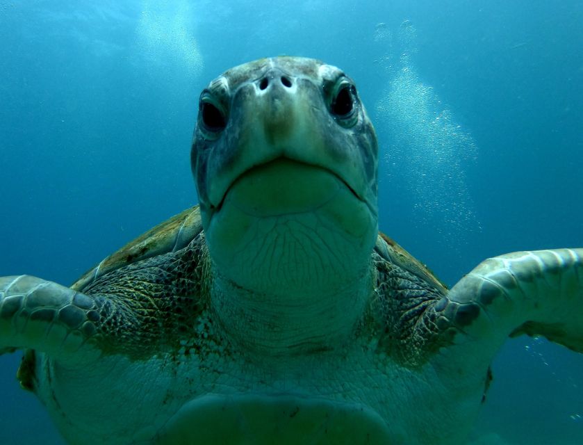 Tenerife: Snorkeling Trip in a Turtle Habitat - How good is the beginner support?