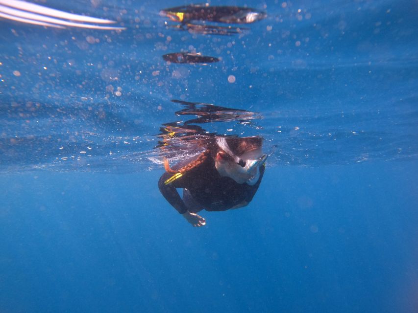 Tenerife: Snorkeling Trip in a Turtle Habitat - Is $41 good value?