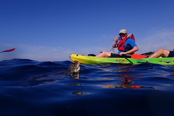 Tenerife: Turtle & Dolphin Kayak Tour with Snorkel & Wetsuit - The snorkeling stop and what you may see