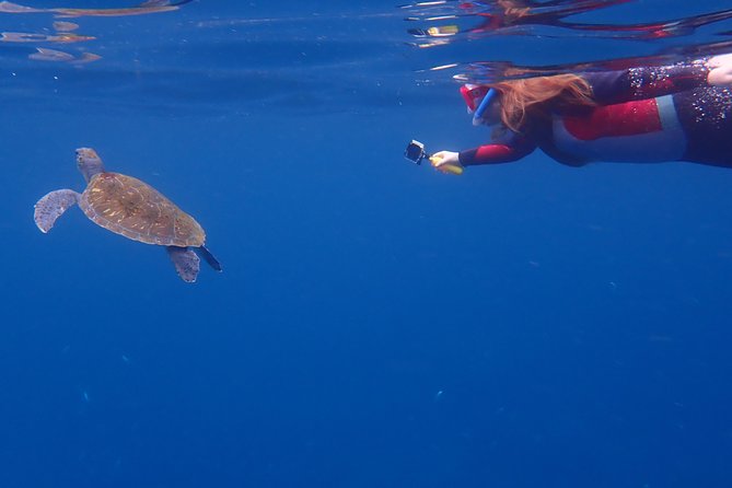 Tenerife: Turtle & Dolphin Kayak Tour with Snorkel & Wetsuit - Who should book this $42.33 outing?