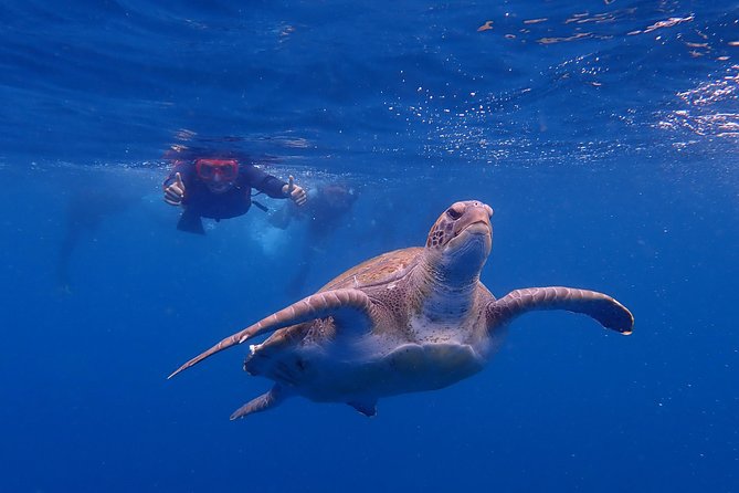 Tenerife: Turtle & Dolphin Kayak Tour with Snorkel & Wetsuit - Learning to paddle before the coast opens up