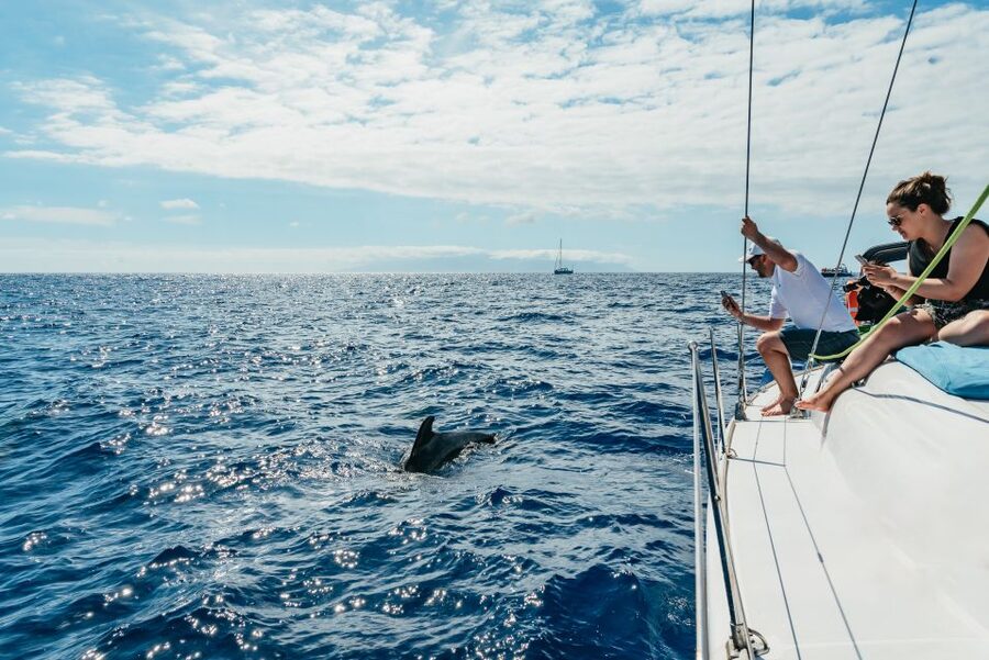 Tenerife: Whale & Dolphin Watching with Drinks and Snacks - A Small Yacht Makes the Difference