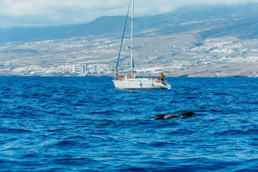 Tenerife: Whale & Dolphin Watching with Drinks and Snacks - FAQ