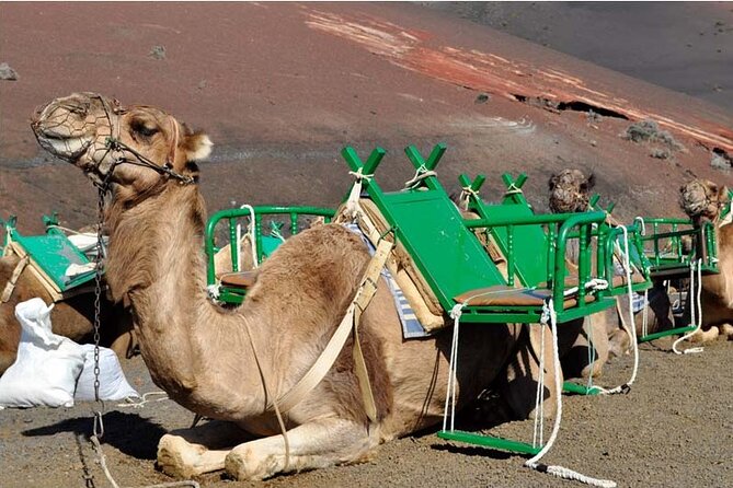 Tour to Timanfaya, Jameos del Agua, Cueva de los Verdes and viewpoint from the cliff - Guinate and Haría: a quick look at northern Lanzarote