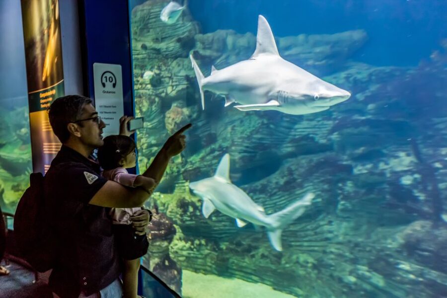 Valencia: Oceanogràfic Entry Ticket - What your $44 ticket gets you
