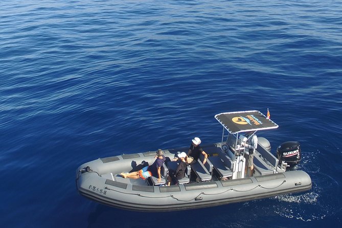 Whale Watching Eco-Adventure from Costa Adeje - Key details before you book