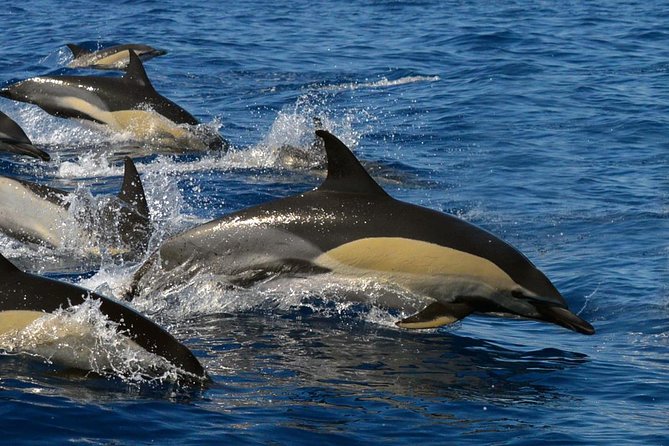 Whale Watching Eco-Adventure from Costa Adeje - Leaving Puerto Colón for Teno-Rasca