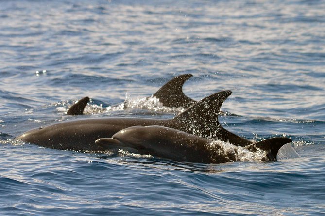 Whale Watching Eco-Adventure from Costa Adeje - Responsible viewing in a protected marine area