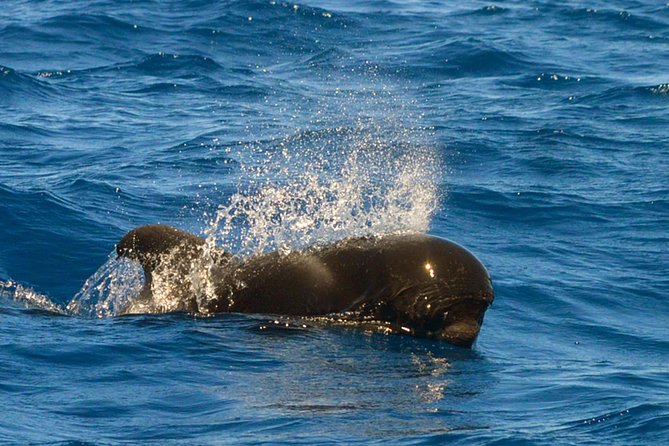 Whale Watching Eco-Adventure from Costa Adeje - Free photos and what they add