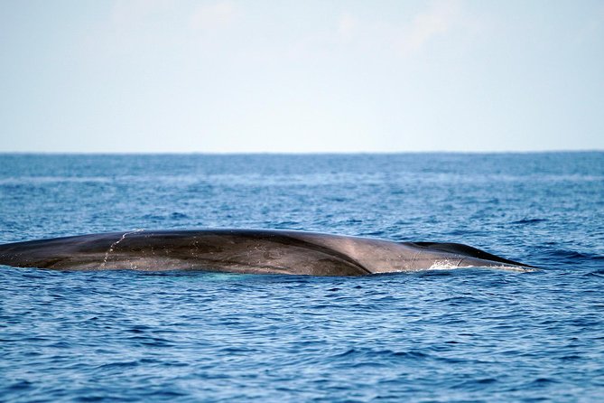 Whale Watching Eco-Adventure from Costa Adeje - Is $72.56 good value?