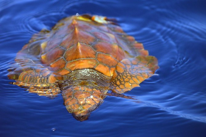Whale Watching Eco-Adventure from Costa Adeje - Timing, weather, and cancellations