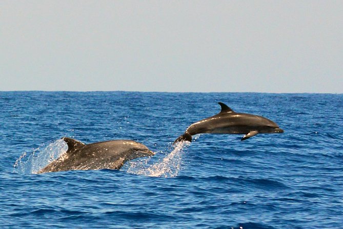 Whale Watching Eco-Adventure from Costa Adeje - Searching for pilot whales and dolphins
